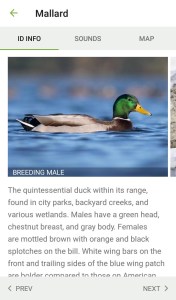 MerlinMallard
