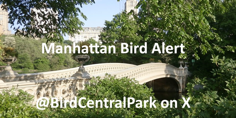 A Big Manhattan Year